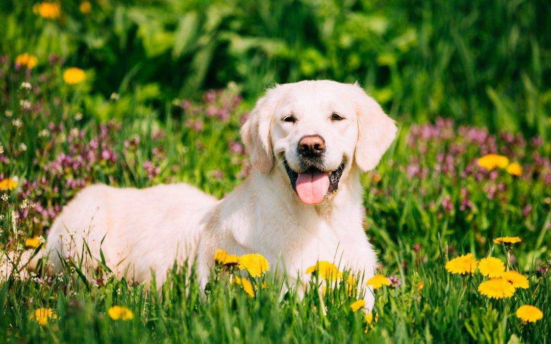 Tips for Keeping Your Pet Happy and Healthy
